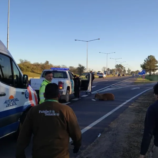 Rescataron a un ciervo de los pantanos en la autopista Panamericana 